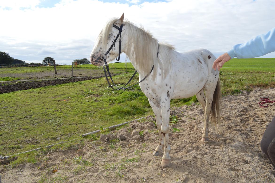 Knabstrupper Laban (SOLGT) - 2013 billede 15