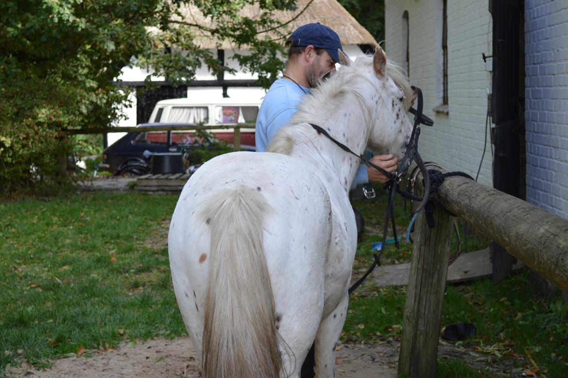 Knabstrupper Laban (SOLGT) - 2013 billede 16