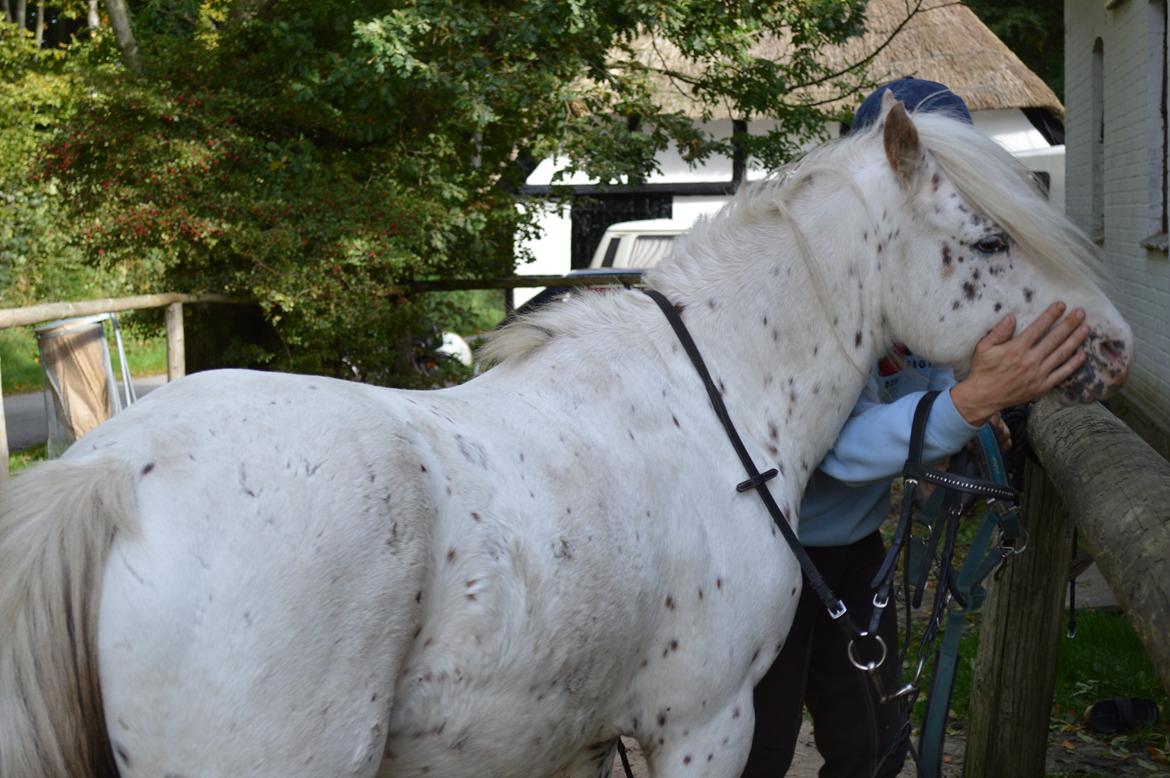 Knabstrupper Laban (SOLGT) - 2013 billede 17