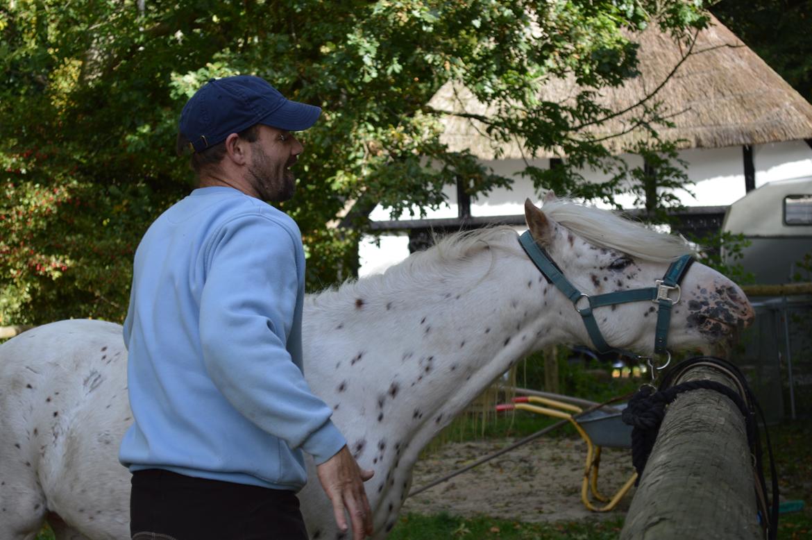 Knabstrupper Laban (SOLGT) billede 18