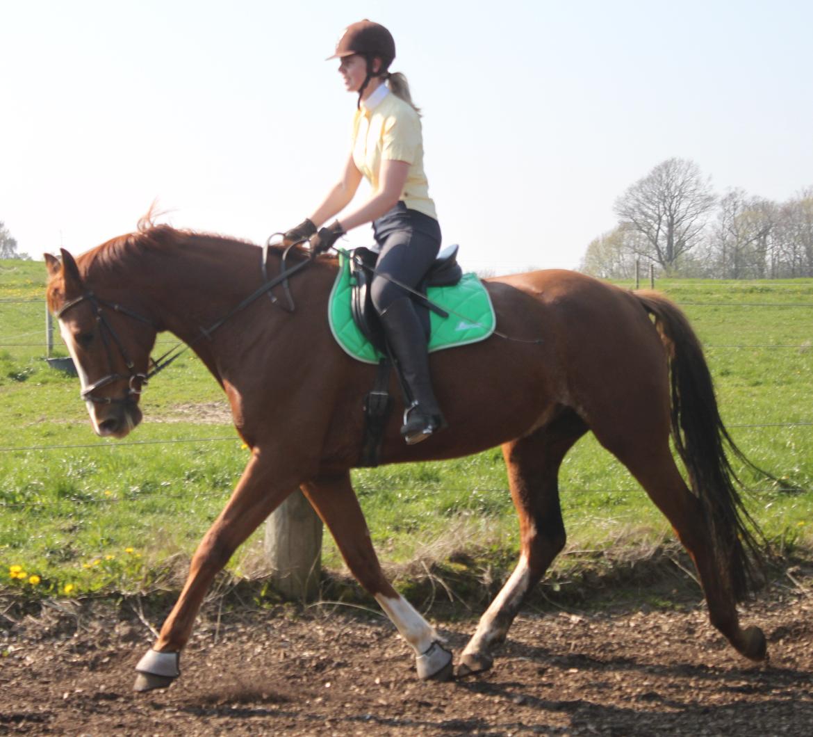 Dansk Varmblod Alby's Leonardo Da Vinci - Da Vinci som 4-års(-: lige startet op efter en vinters voksepause. billede 1