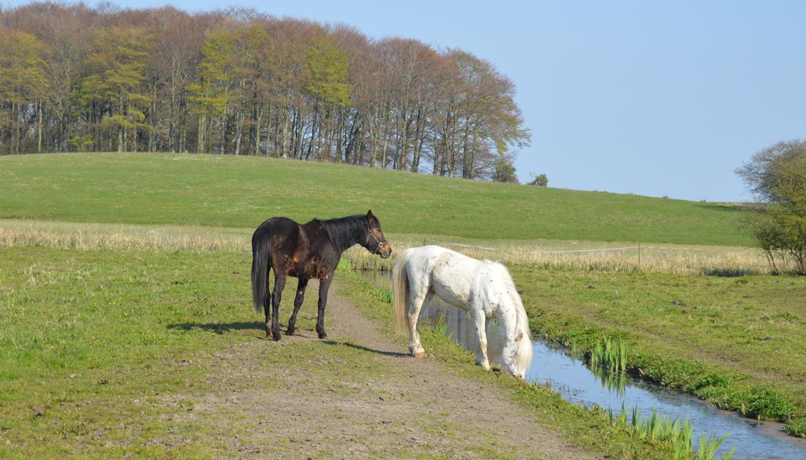 Knabstrupper Laban (SOLGT) billede 19