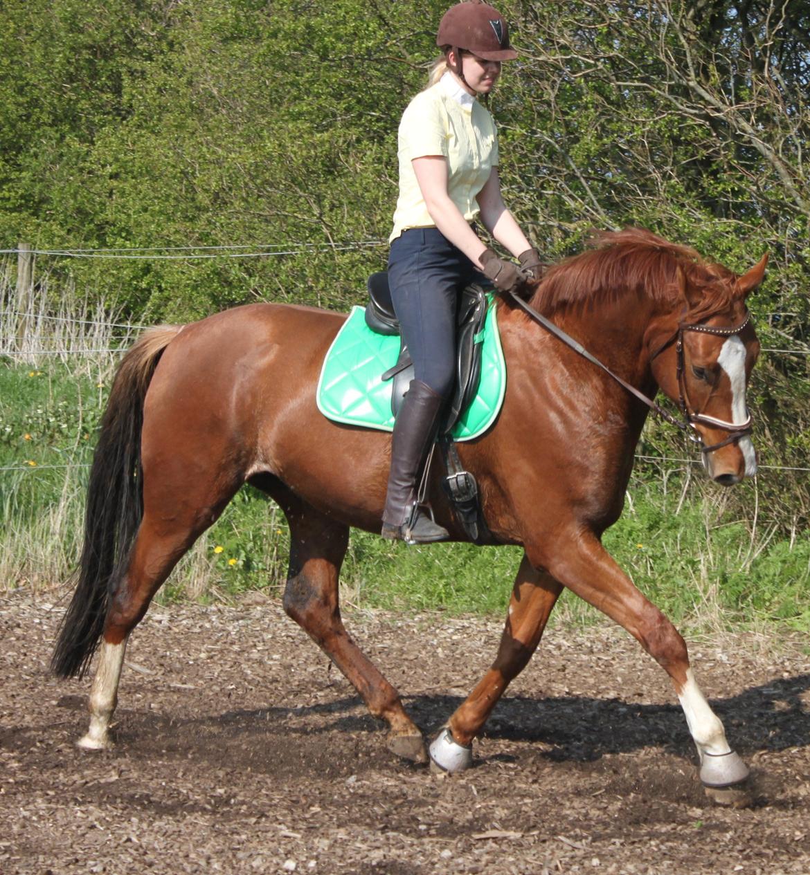 Dansk Varmblod Alby's Leonardo Da Vinci billede 15