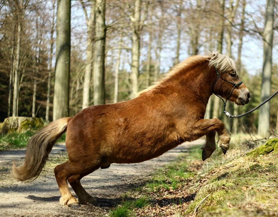 Shetlænder Følfods Nirvana - Spring dyret<3 CLC foto billede 15