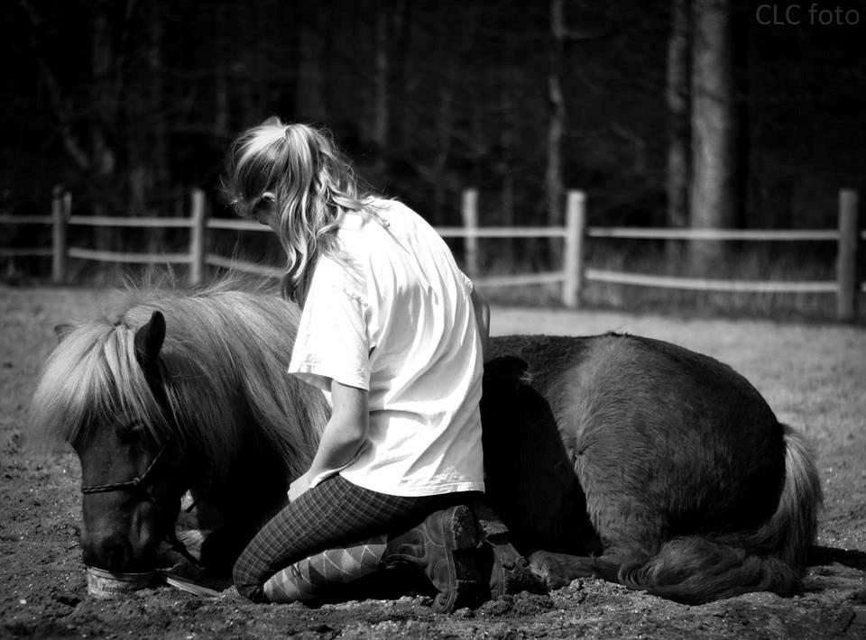 Shetlænder Følfods Nirvana - CLC foto billede 5