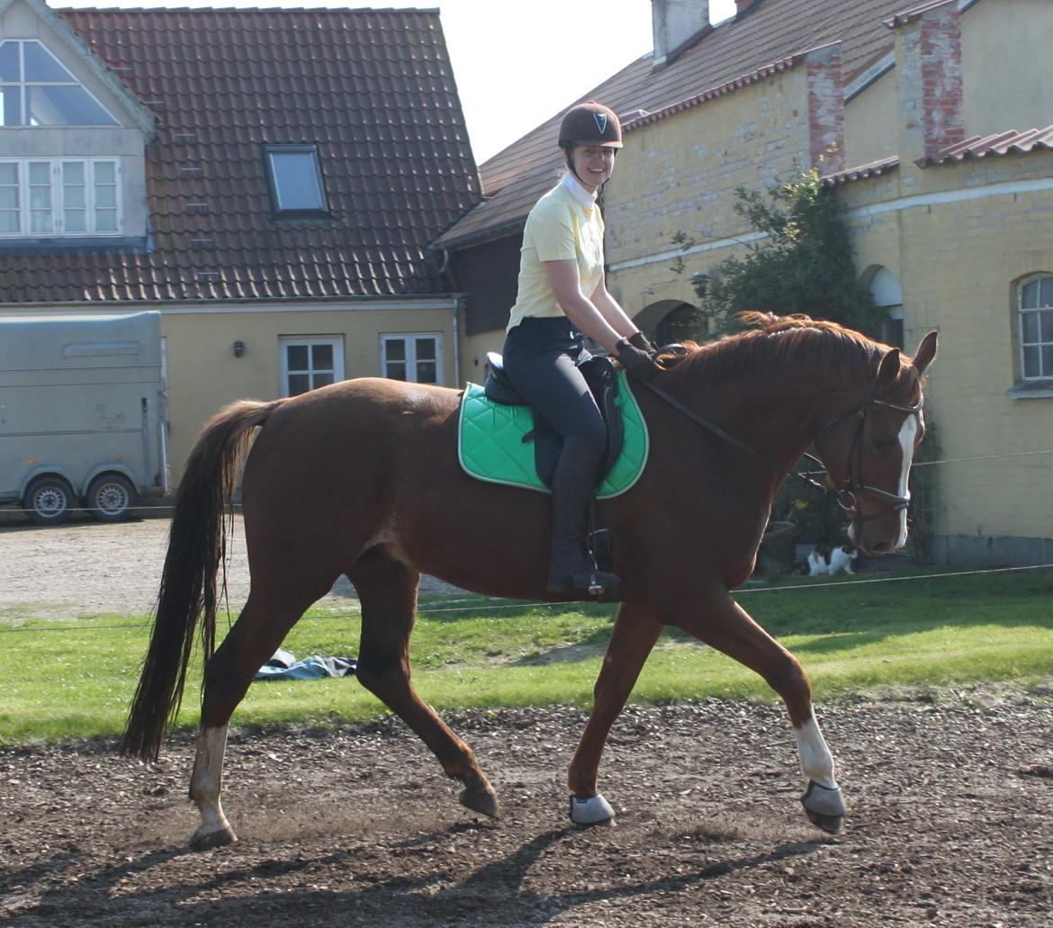 Dansk Varmblod Alby's Leonardo Da Vinci billede 17