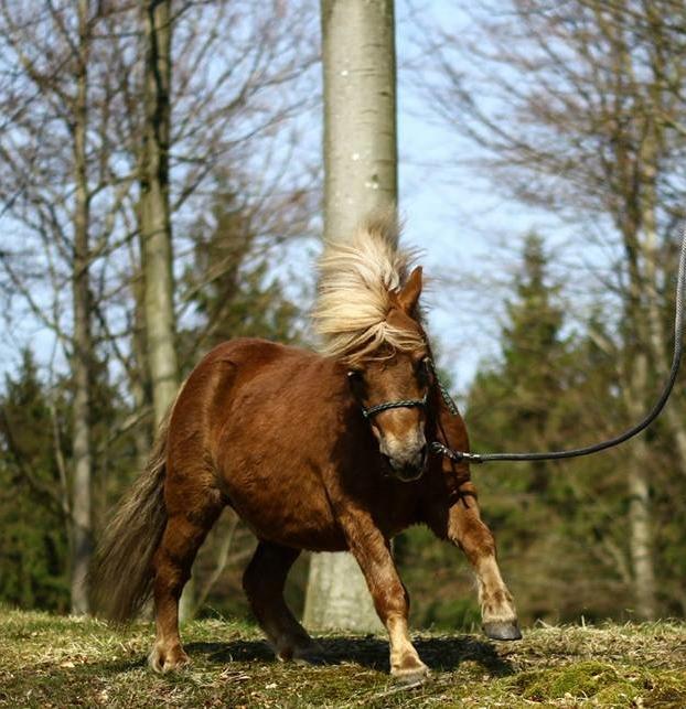 Shetlænder Følfods Nirvana - CLC foto billede 17