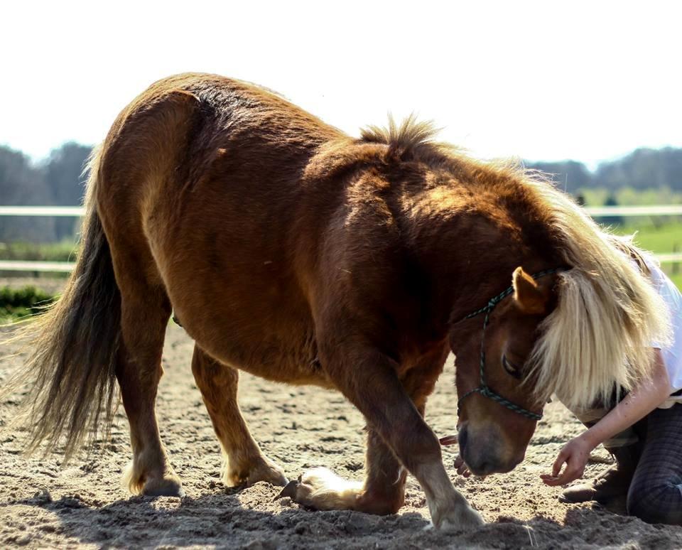 Shetlænder Følfods Nirvana - Vi kan det ikke endnu, men en dag så kommer det! <3 CLC foto billede 18