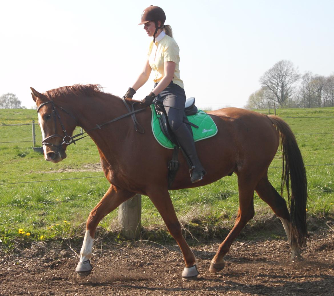 Dansk Varmblod Alby's Leonardo Da Vinci billede 16