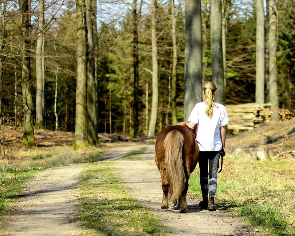 Shetlænder Følfods Nirvana - CLC foto billede 20