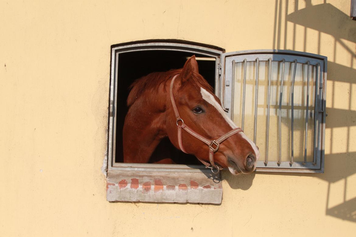 Dansk Varmblod Alby's Leonardo Da Vinci billede 20