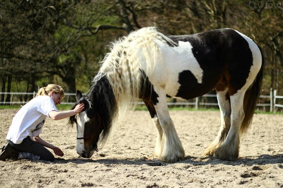 Irish Cob Shadow - CLC foto billede 15