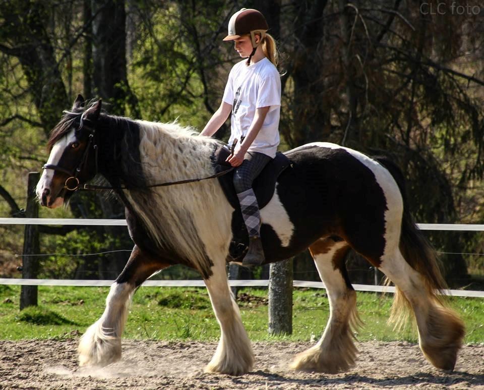 Irish Cob Shadow - Selvom vi ikke rider meget, må der heller være et ridebillede.. CLC foto billede 17