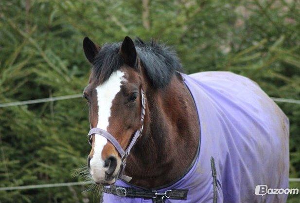 Anden særlig race Maddie billede 17