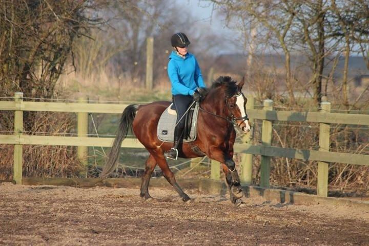 Anden særlig race Maddie billede 3