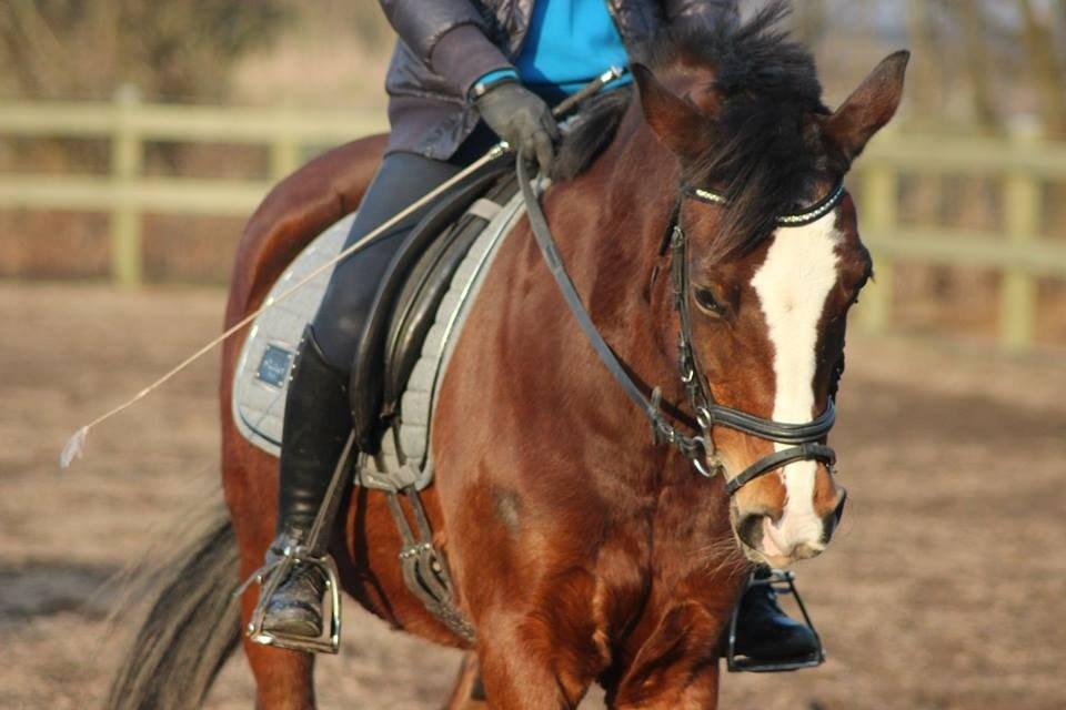 Anden særlig race Maddie billede 22