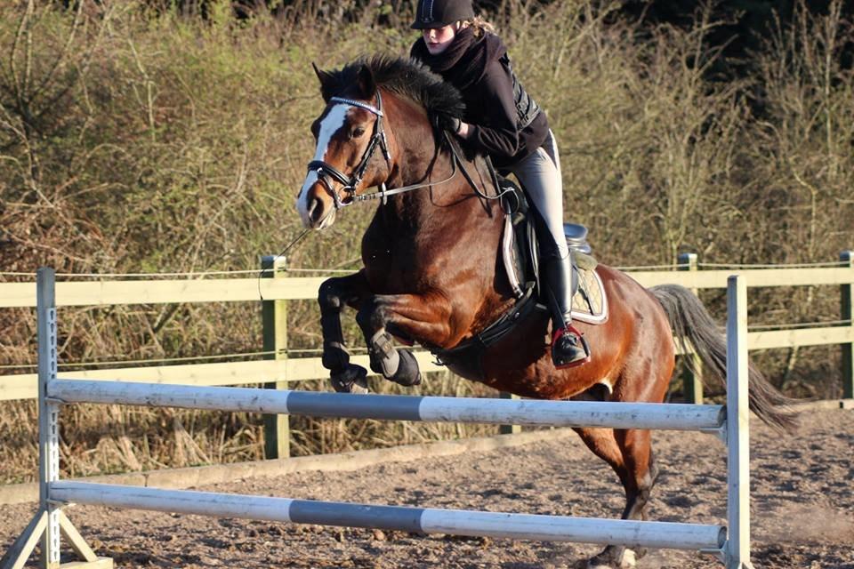 Anden særlig race Maddie billede 8