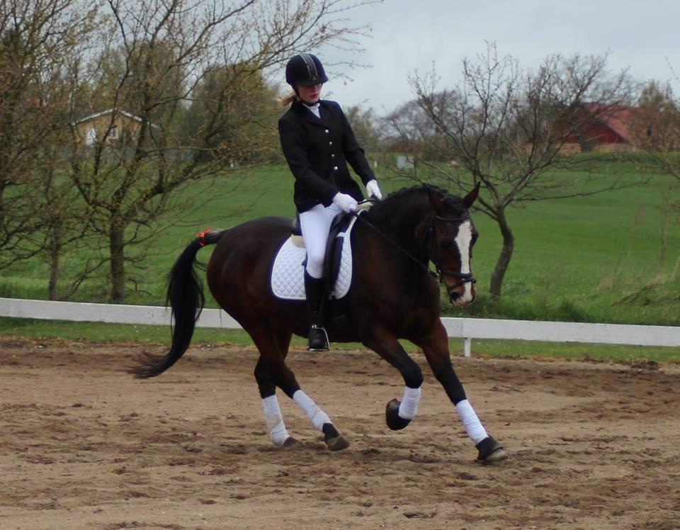 Anden særlig race Maddie billede 25