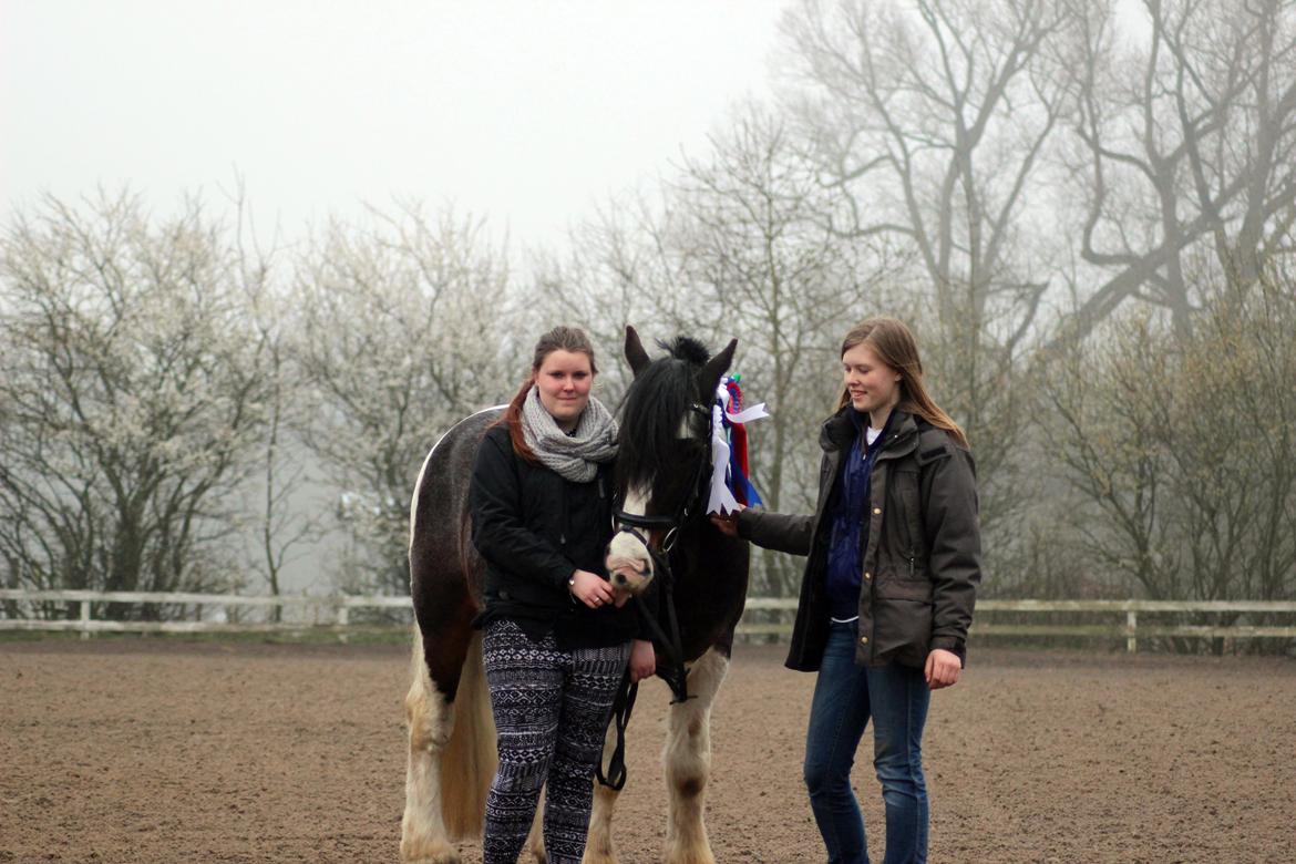 Irish Cob Rollo - Tidligere Part (R.I.P) billede 27