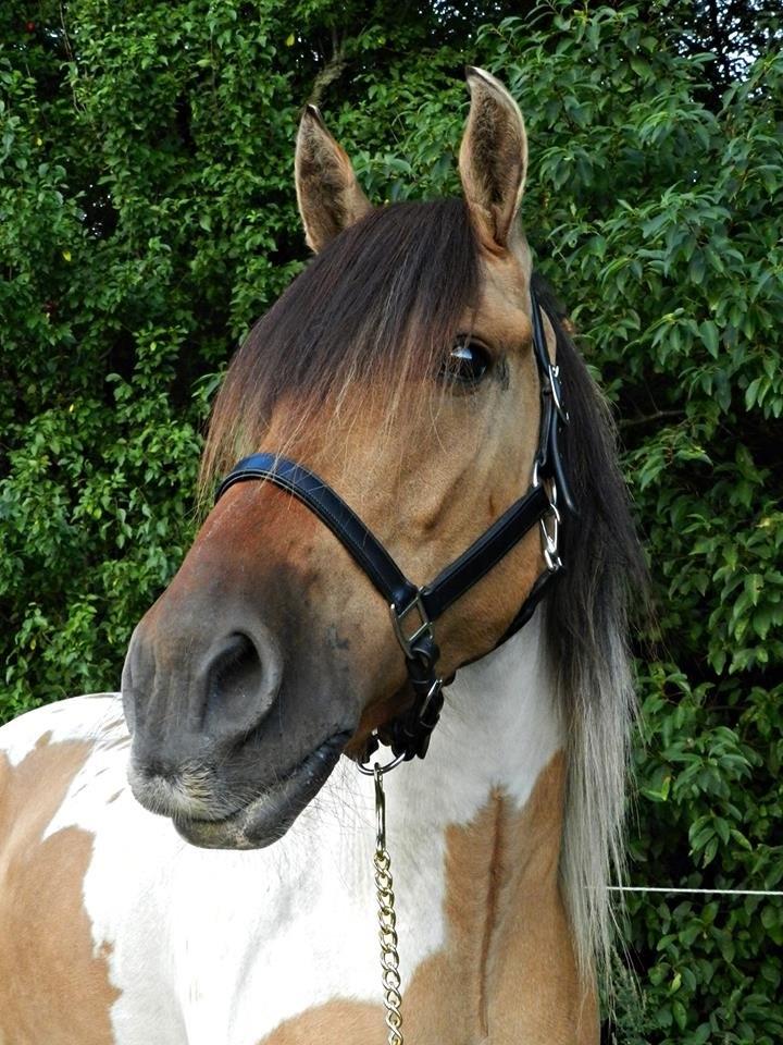 Anden særlig race Kashmir HIMMELHEST. - Model billede fra sommer 2014 :) billede 8