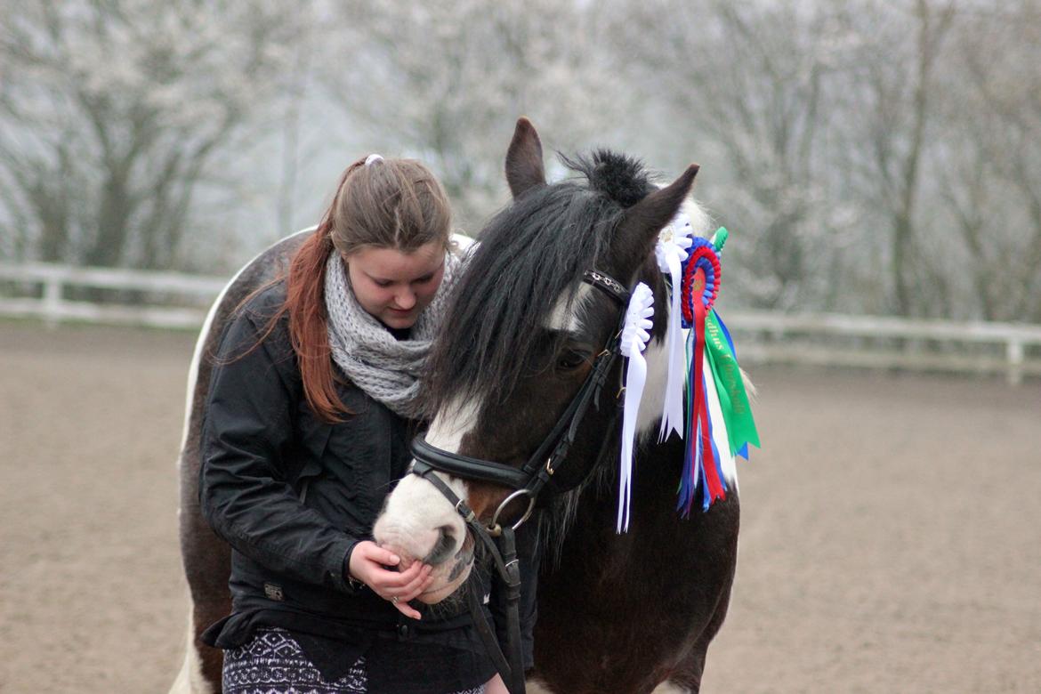 Irish Cob Rollo - Tidligere Part (R.I.P) billede 28