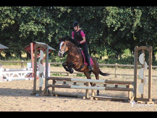 Anden særlig race Maddie billede 21