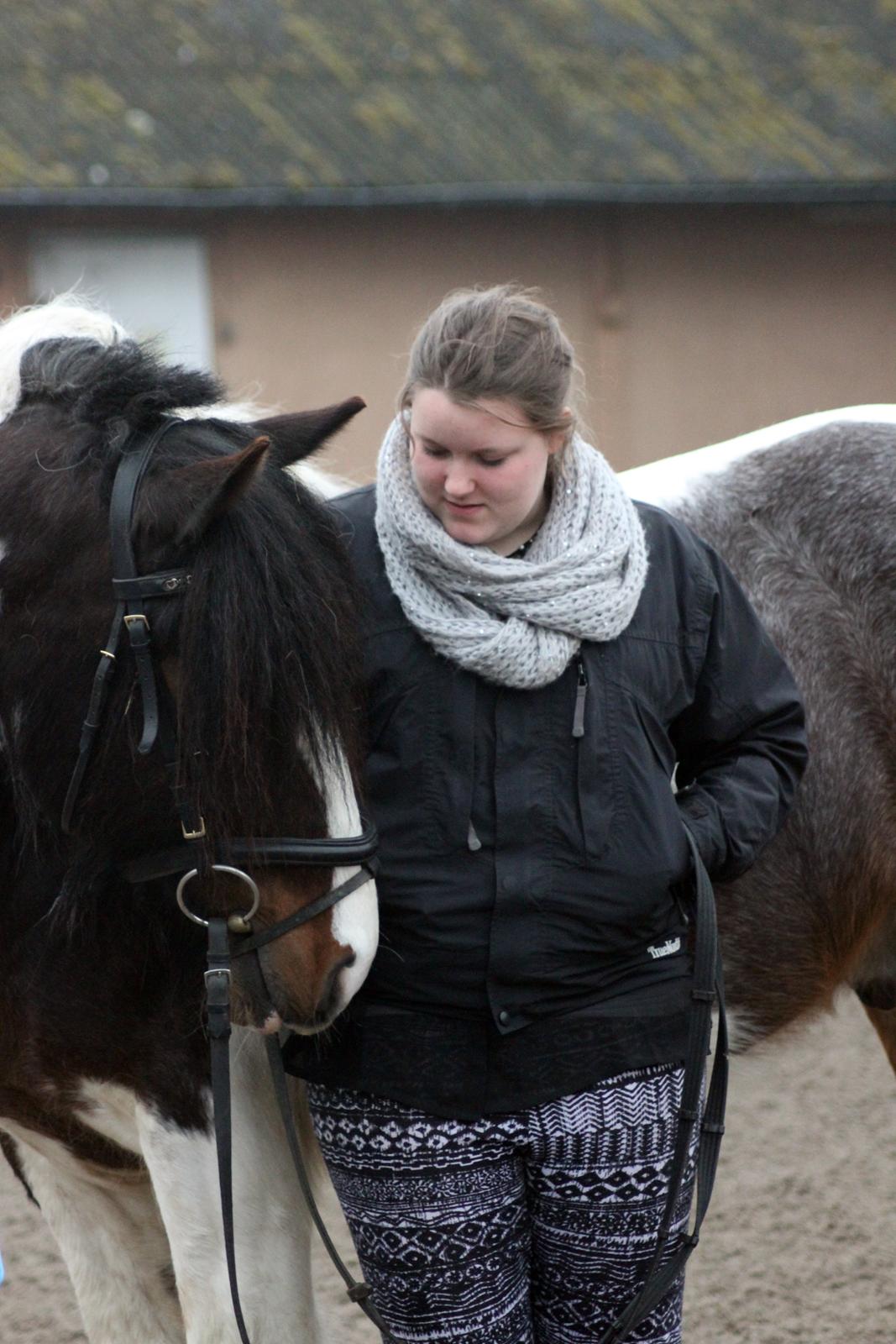 Irish Cob Rollo - Tidligere Part (R.I.P) billede 36