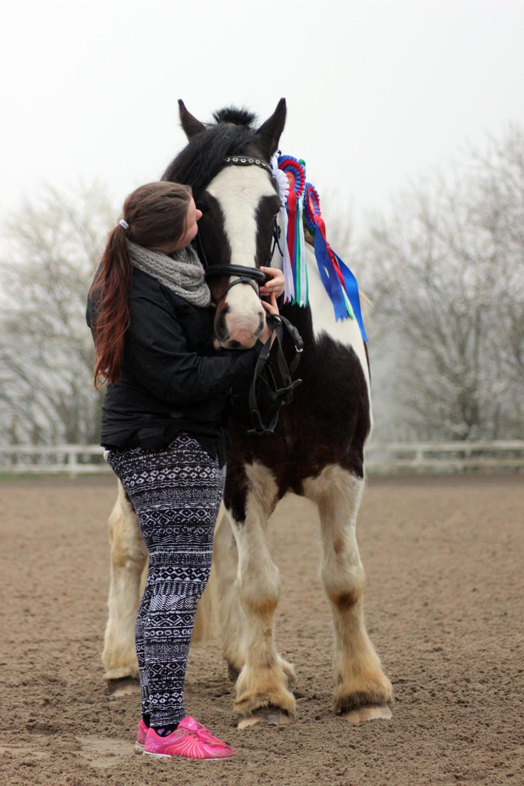 Irish Cob Rollo - Tidligere Part (R.I.P) billede 35