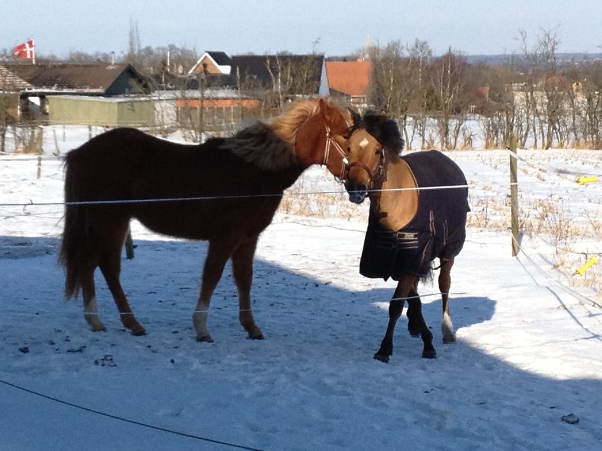 Anden særlig race cody - cody sammen med nelly  billede 5