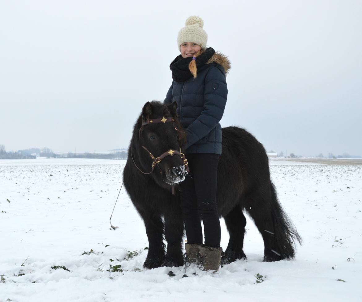 Shetlænder Frisko - Vinter 2014 billede 7