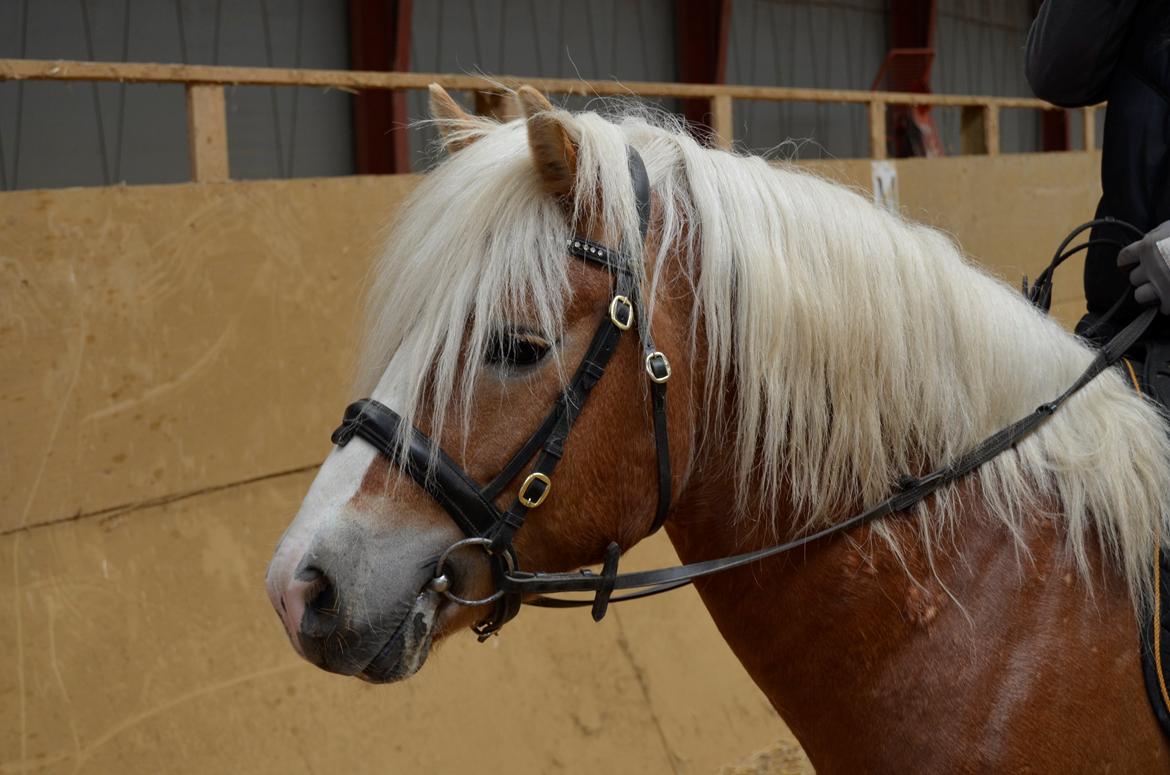 Haflinger Alladin - 21-04-2014 billede 5