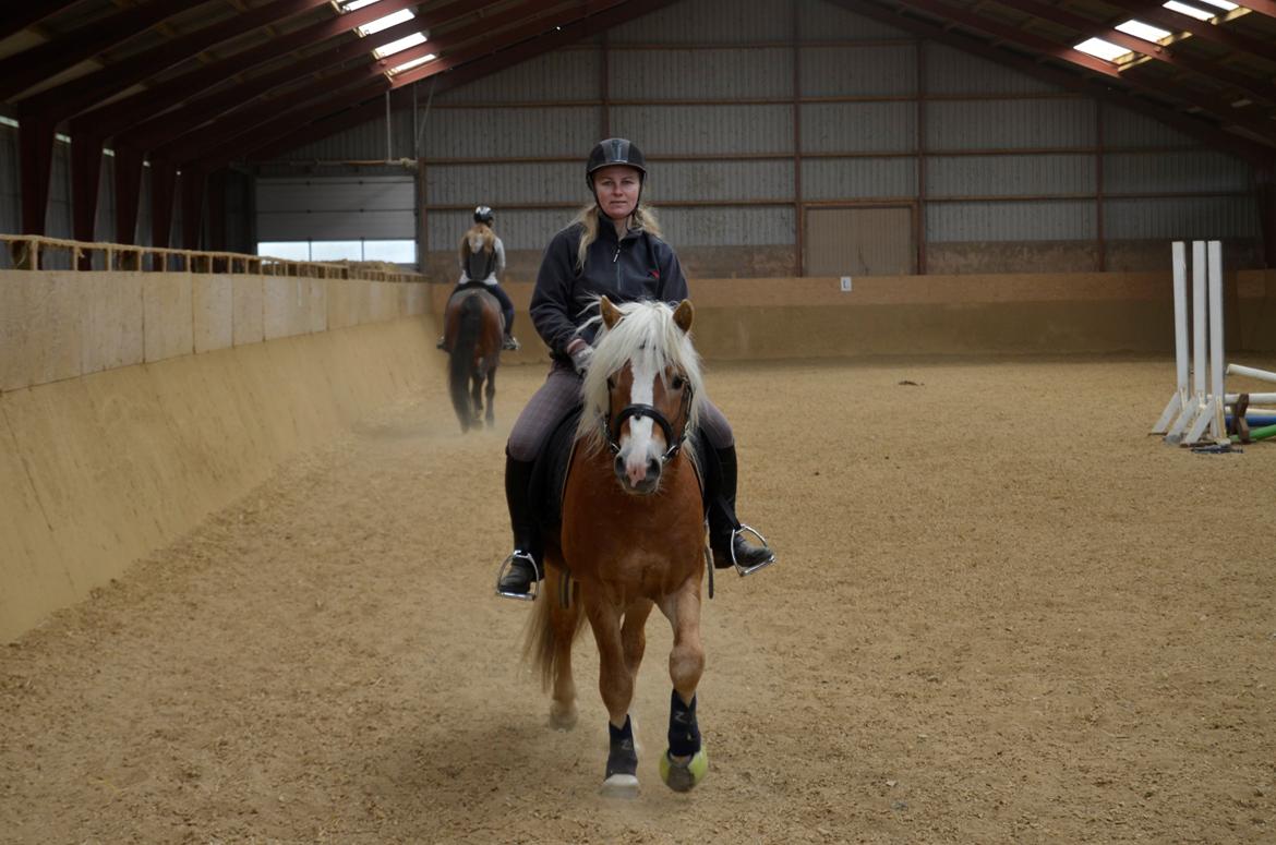 Haflinger Alladin - 21-04-2014 billede 6