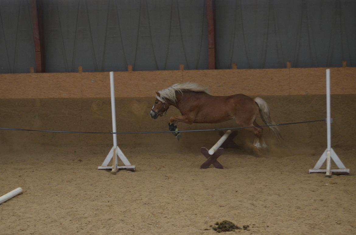 Haflinger Alladin - 21-04-2014 billede 8