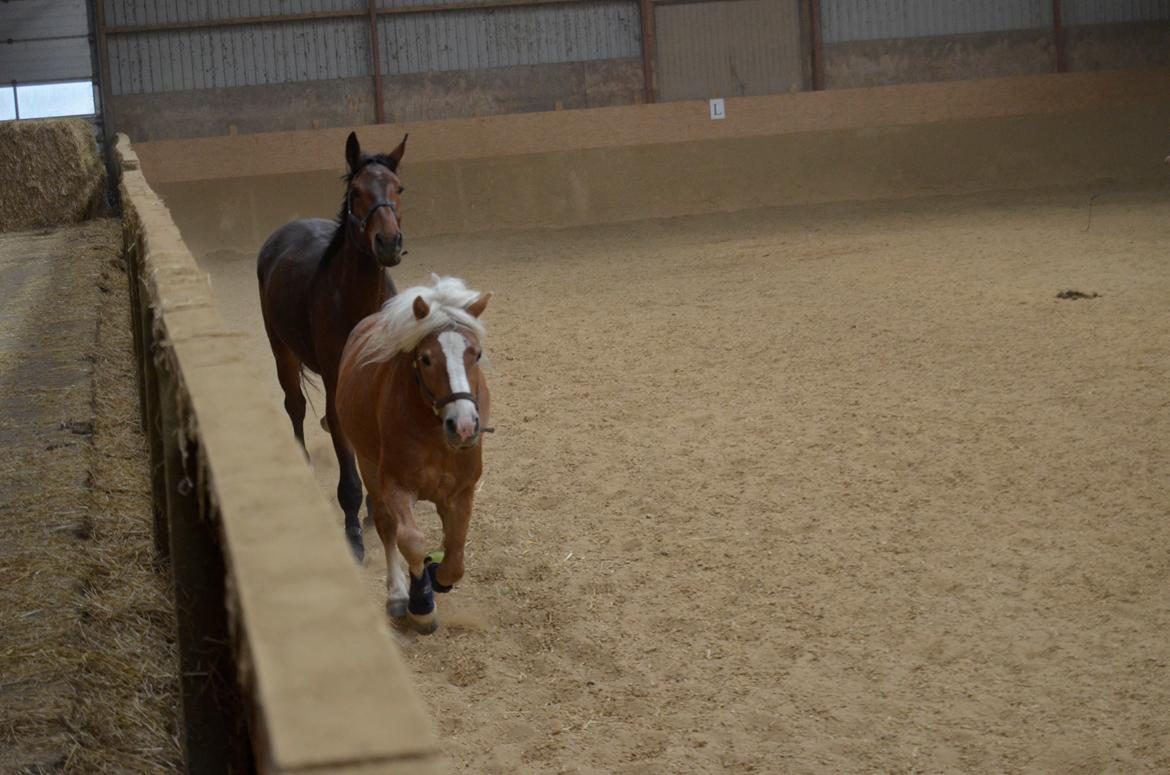 Haflinger Alladin - 21-04-2014 billede 7