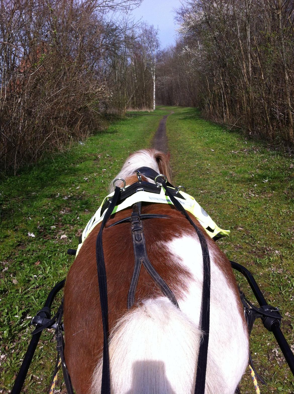 Anden særlig race Bob - Bob er endelig tilkørt! :) billede 8