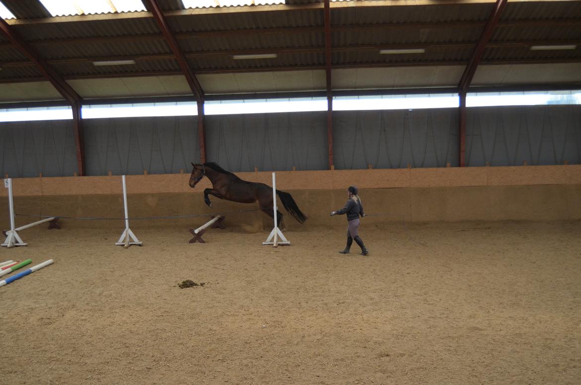 Anden særlig race Enghavegaards Fifty Cent - 21-04-2014 billede 13