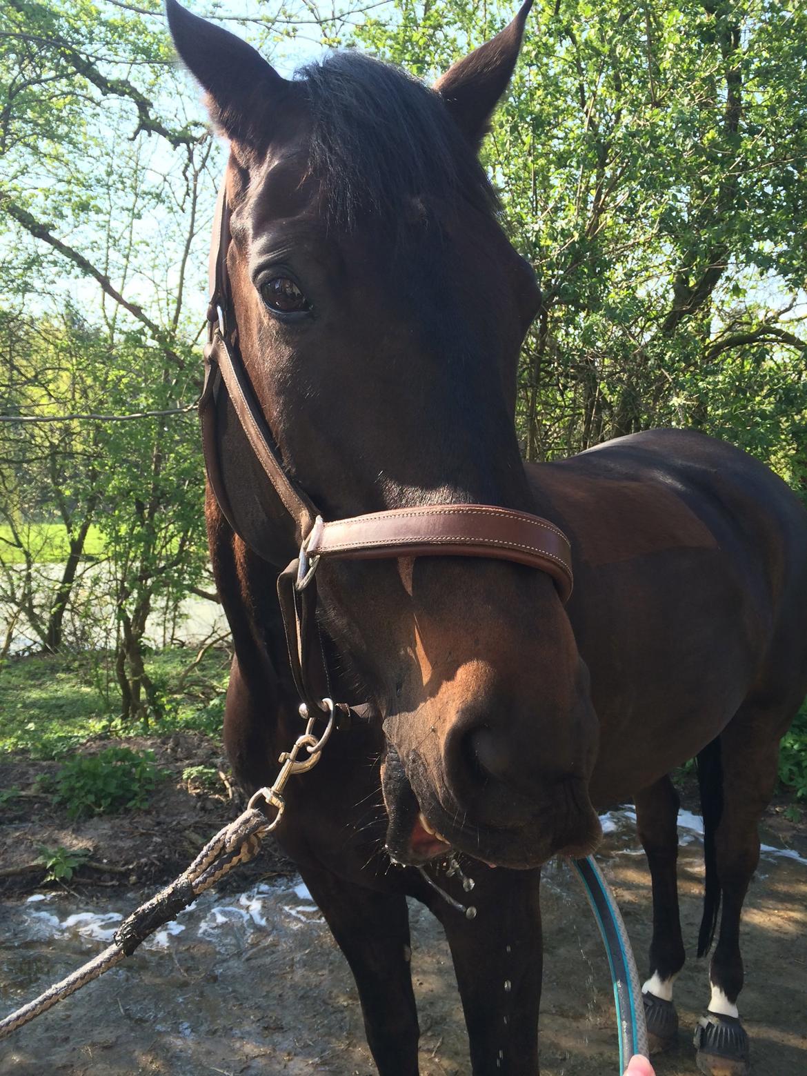 Trakehner Hefaistos billede 27