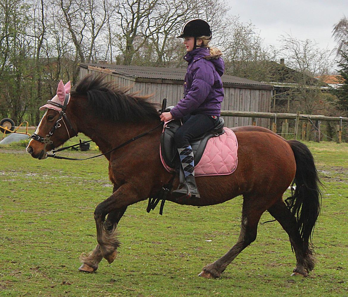 Anden særlig race Hesdalskærs Victoria <3 billede 10