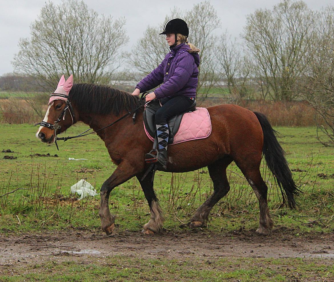 Anden særlig race Hesdalskærs Victoria <3 billede 11