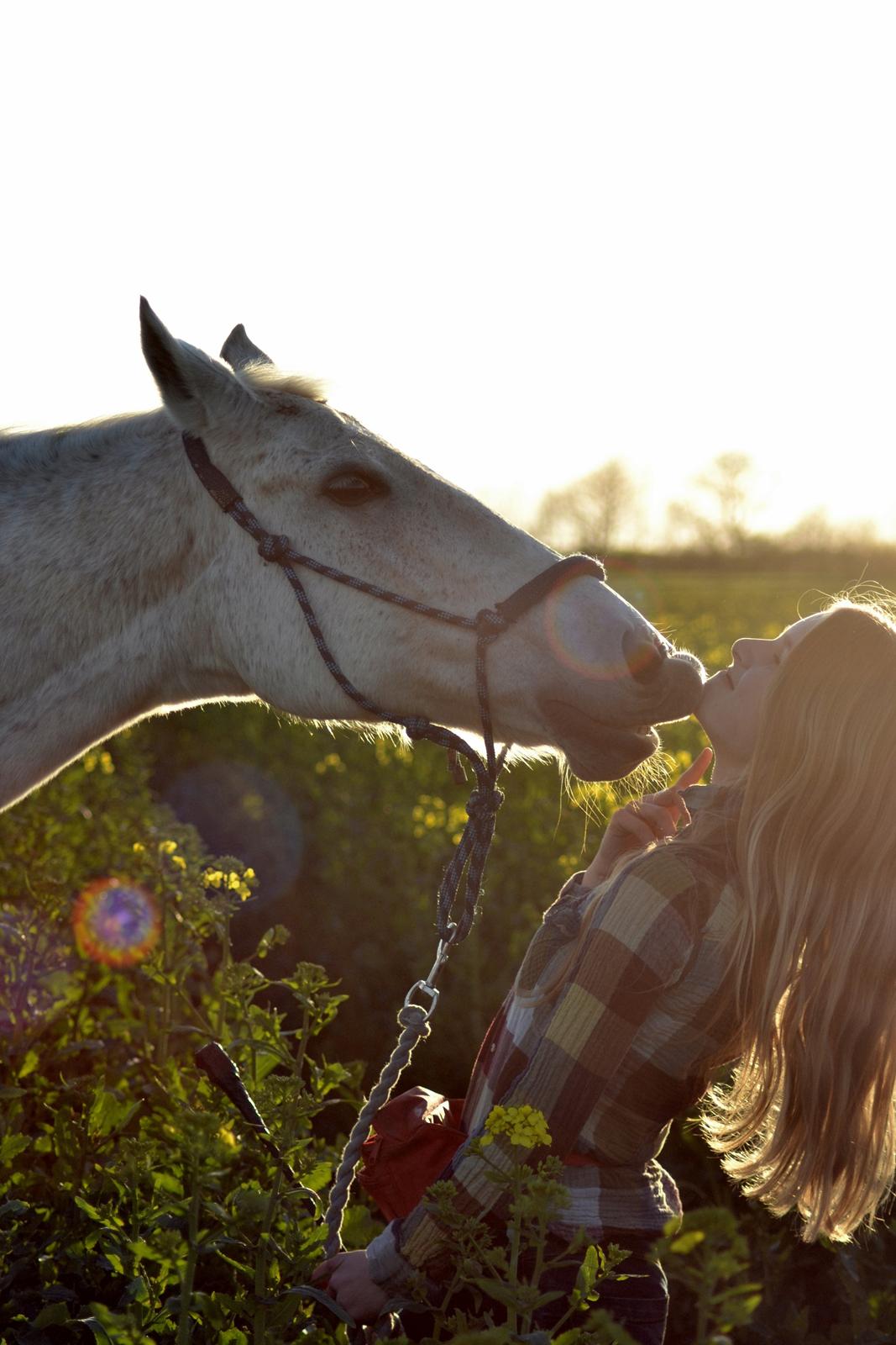 Anden særlig race Mon Cherie (Himmelhest) billede 19