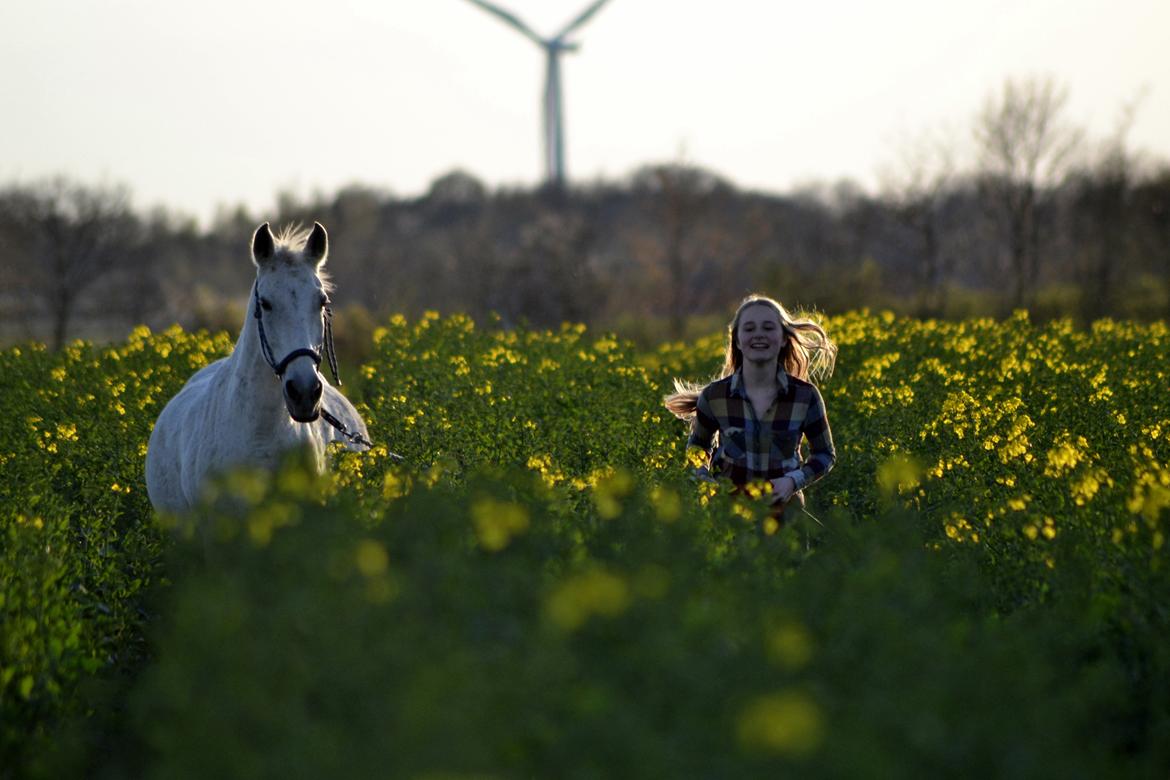 Anden særlig race Mon Cherie (Himmelhest) billede 7
