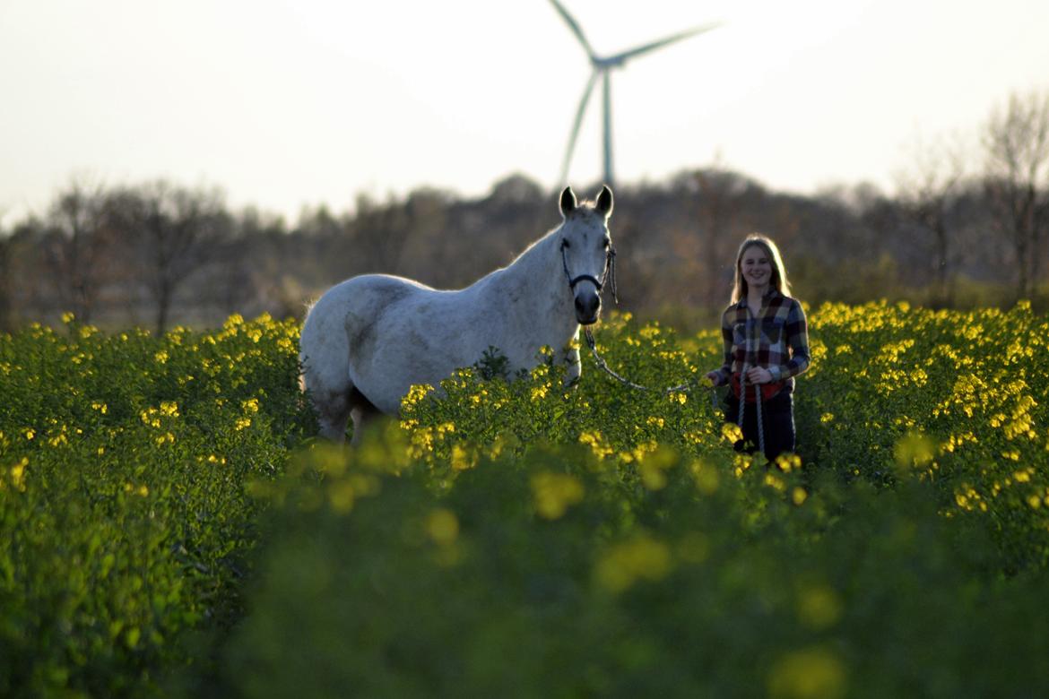Anden særlig race Mon Cherie (Himmelhest) billede 10