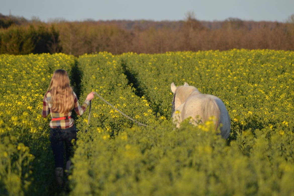 Anden særlig race Mon Cherie (Himmelhest) billede 8
