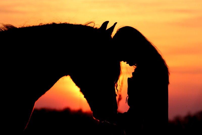 Welsh Cob (sec D) Fronerthig Black Rebel - Fronerthig Black Rebel billede 1