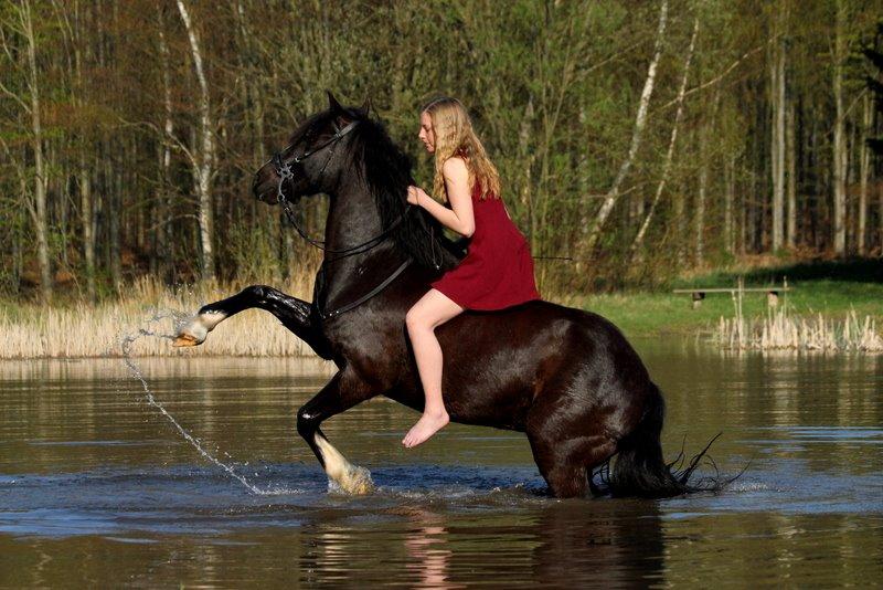 Welsh Cob (sec D) Fronerthig Black Rebel - Rebel <3 billede 13