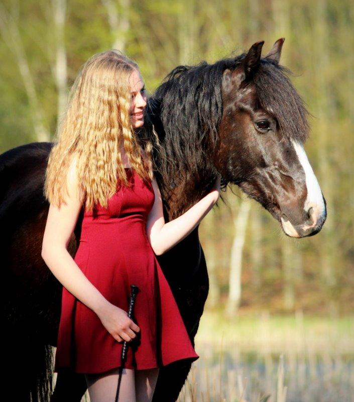 Welsh Cob (sec D) Fronerthig Black Rebel billede 10