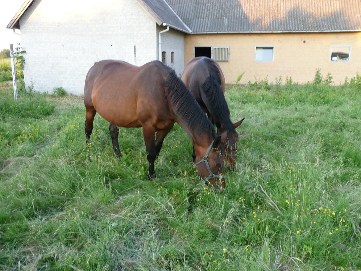 Oldenborg Pia billede 4