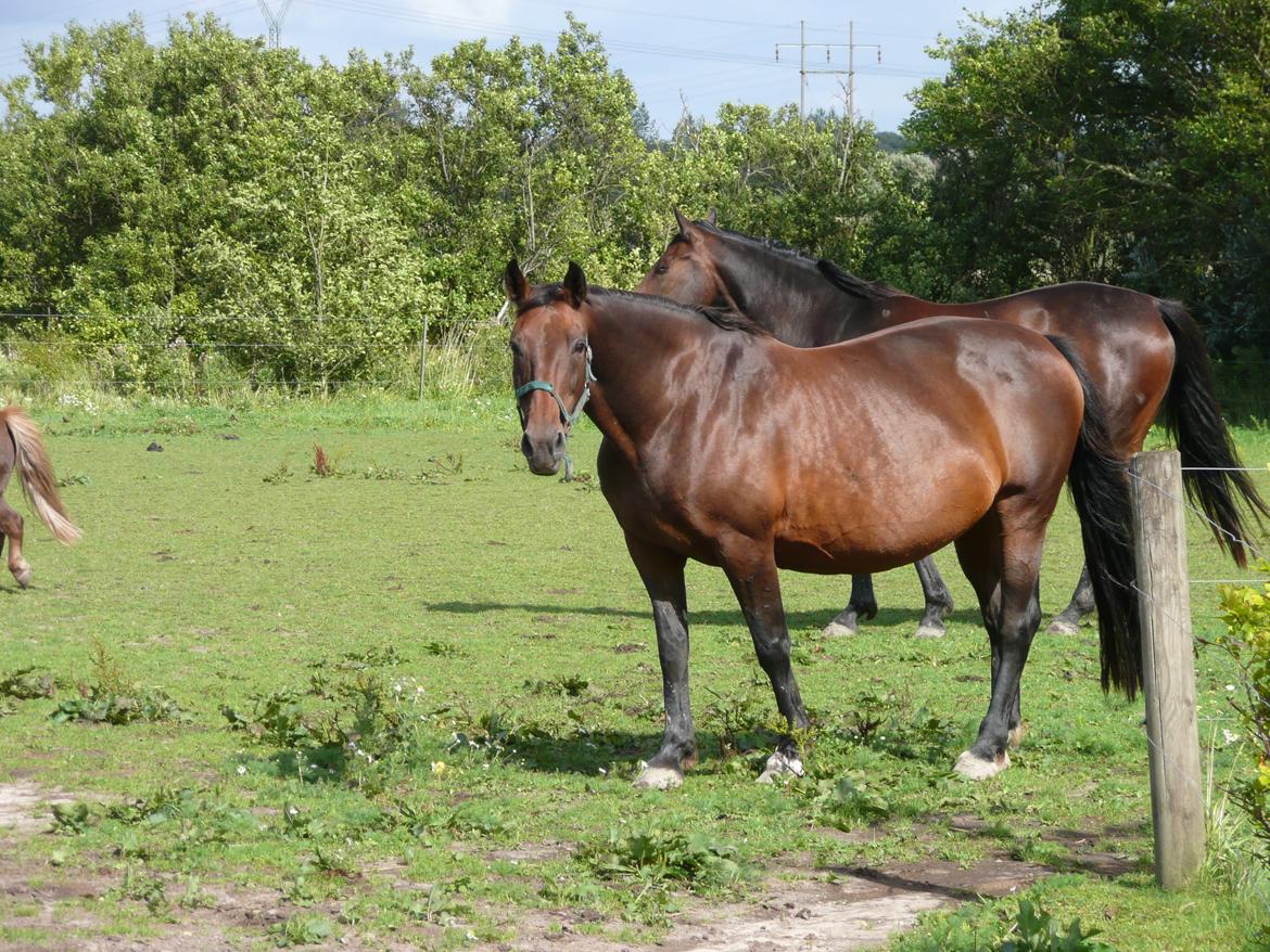 Oldenborg Pia billede 3