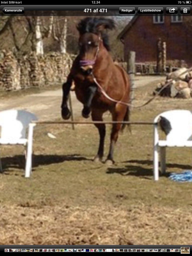 Anden særlig race Lady billede 3