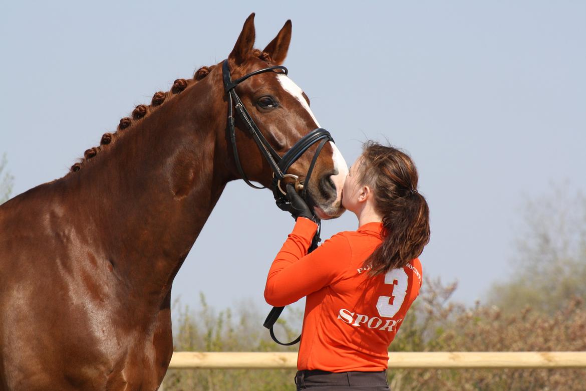 Dansk Varmblod Don Crusador II - Dig og mig  billede 1